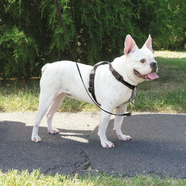Petsafe Small 3-in-1 Dog Harness & Car Restraint