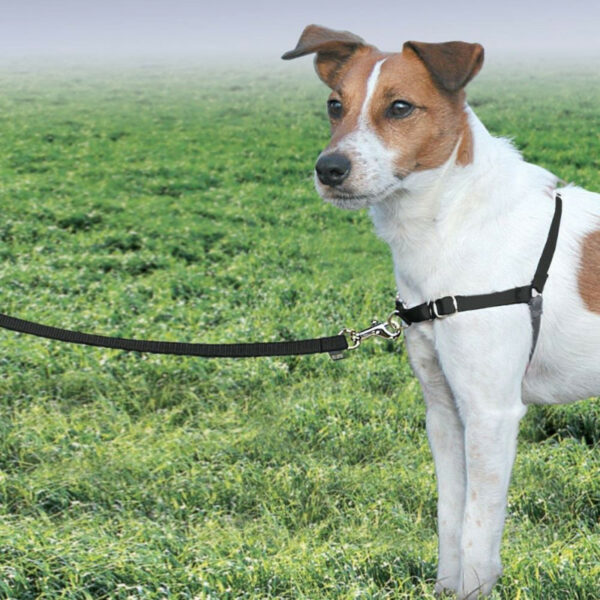 PetSafe Easy Walk Small Black Dog Harness & Lead