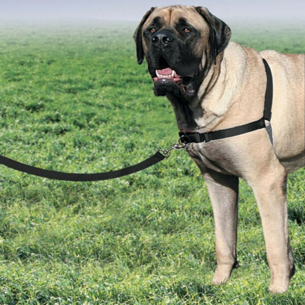PetSafe Easy Walk XLarge Black Dog Harness & Lead