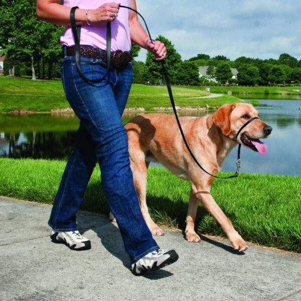 PetSafe Easy Walk Large Black Dog Headcollar & Lead
