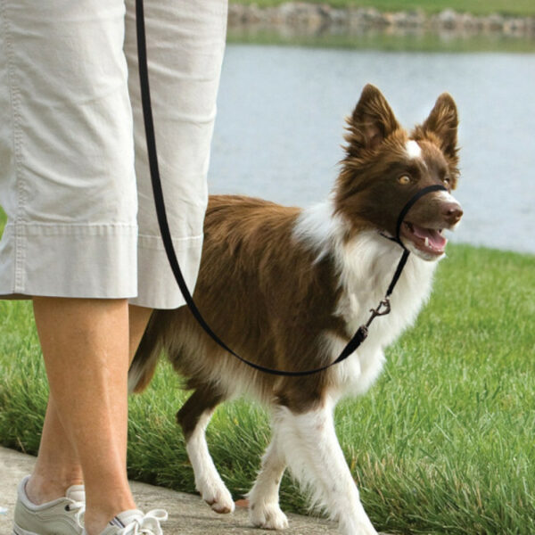 PetSafe Easy Walk Medium Black Dog Headcollar & Lead