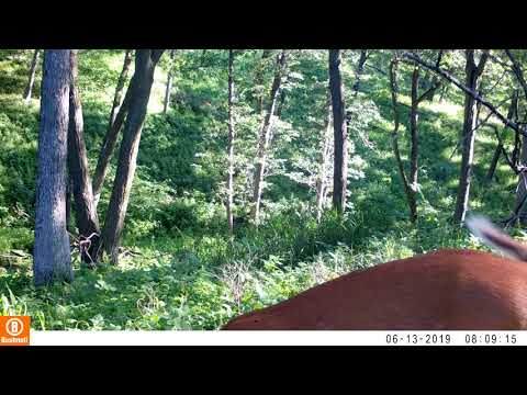Bushnell Dual Core DS 30MP No Glow Tree Bark Camo Trail Camera